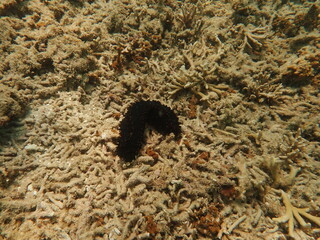 Coral tranplant at coral nursery area in Marine park