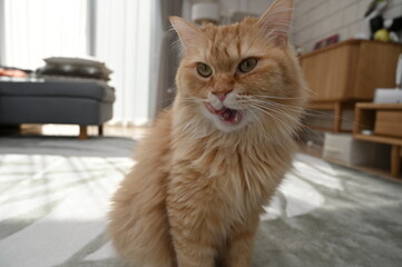 舌を出す猫（マンチカン）