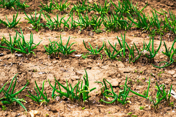 spring shoots of onions in the garden beds