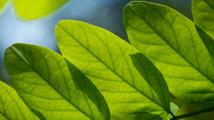 leaves on a branch. beautiful green background, young leaves. nature in spring or summer. the concept of the freshness of a forest or park, nature minimal. background, texture, green leaves close-up.