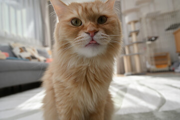 舌を出す猫（マンチカン）