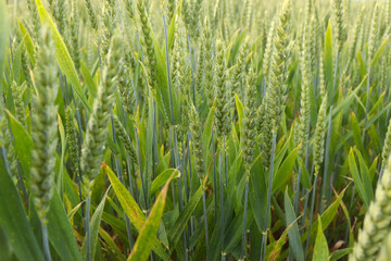 Fototapeta na wymiar Stalks of green wheat in a field on a spring day in rural Germany.