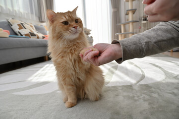 お手をする猫（マンチカン）