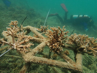 Coral transplant at coral nursery area in Marine park