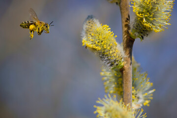 the bee is flying, bee collects pollen. willow branch with yellow spring flowers. delicate willow flowers in spring. Active work of bees to collect pollen. lot of pollen and nectar. close-up