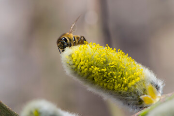 bee collects pollen on a yellow spring flower. willow branch with yellow spring flowers. delicate willow flowers in spring. Active work of bees to collect pollen. lot of pollen and nectar. close-up