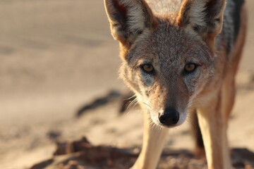 Face portrait of a black-backed jackal (canis mesomelas) photographed in the Namib desert in southern Namibia.