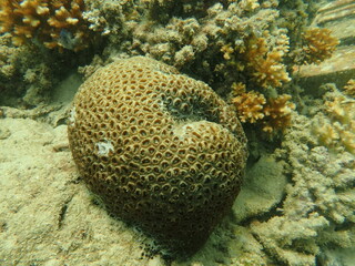 Coral transplant at coral nursery area in Marine park