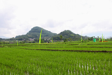Extensive rice fields and several flags around the rice fields with two mountains in the background