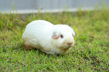 A cutie ragged white cavy guinea pig is freedom running in greenery grass yard. Animal portrait photo.
