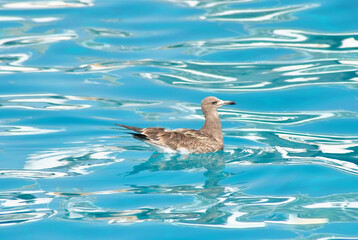 Beautiful seabird in the blue ocean waves