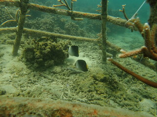 Coral transplant at coral nursery area in Marine park