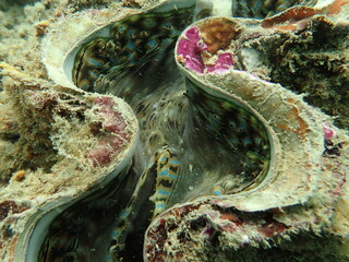 Coral transplant at coral nursery area in Marine park