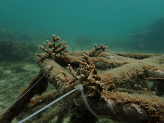 Coral transplant at coral nursery area in Marine park