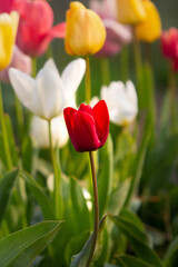 A bright red tulip flower in a field of tulips.