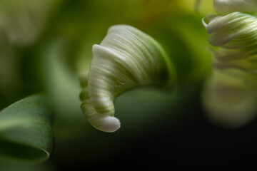 Parrot Tulpe weiß/grün, Blütenblattspitze close up