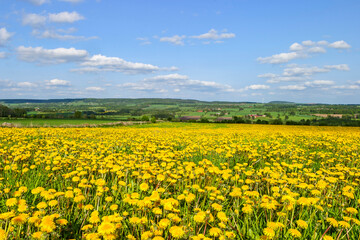 Blooming dandelion field in a beautiful landscape view