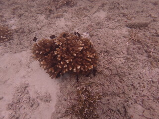 Coral transplant at coral nursery area in Marine park