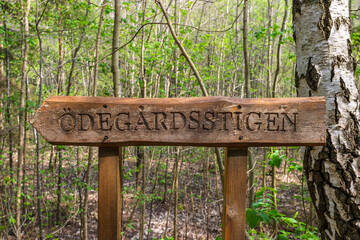 Wooden sign for a hiking trail in the forest in the spring