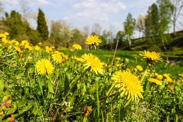 Dandelion flowers on a summer meadow