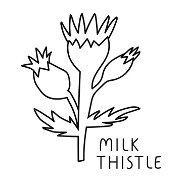 Milk thistle. Vector outline icon illustration on white background.