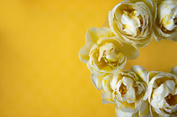 Tulpen weiß/gelb, Hintergrund gelb, close up
