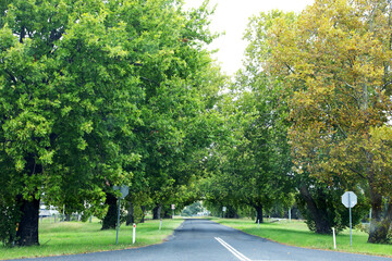 Avenue of honor in Tannymorel, Southern Downs Regions, Queensland, Australia