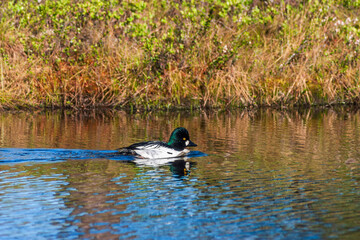 Goldeneye duck swimming in a lake