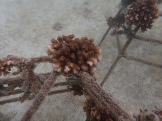 Coral transplant at coral nursery area in Marine park