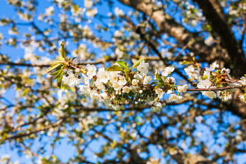 Blooming cherry trees in spring