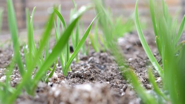 Snow falls on a garden bed with green garlic close-up. Snowfall in spring