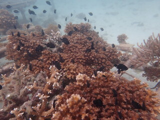 Coral transplant at coral nursery area in Marine park