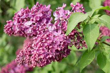 Plakat flowers lilac in the garden