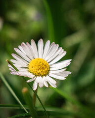 Fototapeta premium Small daisy growing in the grassy garden