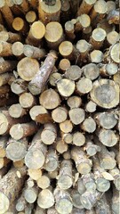 Wood and wood chips - fuel for bio power plants.