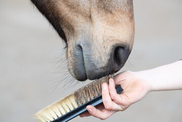 Fellpflege beim Pferd © Petra Fischer