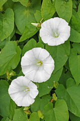 hedge bindweed