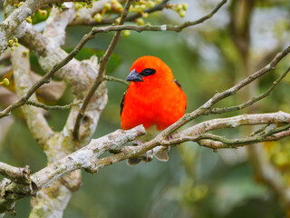 Red Fody Cardinal bird perching in natural environment