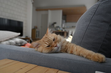 ソファで寝る猫（マンチカン）