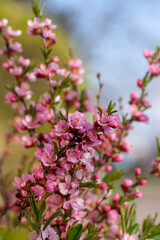 Prunus tenella dwarf Russian Almond pink flowers in bloom, beautiful ornamental plant in bloom