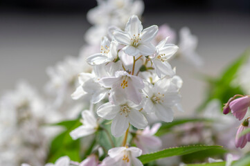 Deutzia gracilis romantic bright white flowering plant, bunch of amazing and beautiful slender flowers on shrub branches