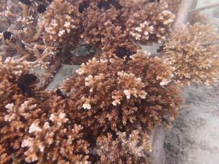 Coral transplant at coral nursery area in Marine park