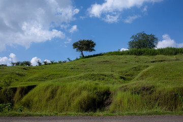 landscape with trees