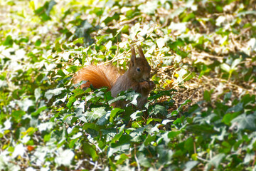 Red Squirrel sitting with a nut underneath a tree in Zurich, Switzerland