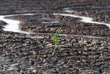 Lonely green sprout in dry cracked ground. Green plant growing through cracks in the ground, nature fighting the heat. Drought, cracked ground. Symbol of weather and climate changes