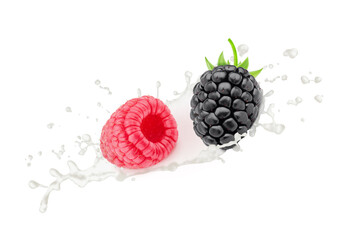 Blackberry and raspberry in milk splashes isolated on white background.