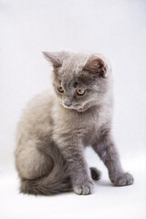 Fototapeta na wymiar cute grey domestic kitten on light background