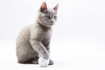 cute grey domestic kitten on light background