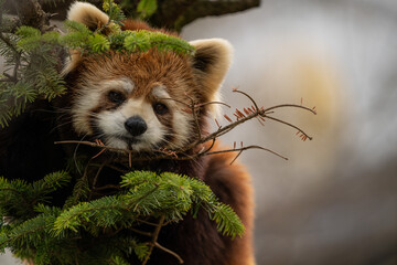 Animal