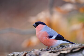 Bullfinch male sitting on the ground. Portrait of a beautiful bullfinch. Pyrrhula pyrrhula